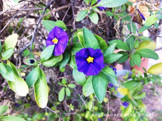  flowering potato bush