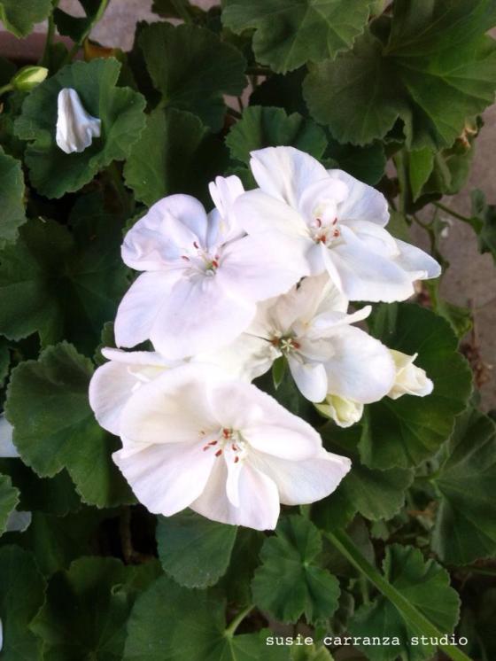 white geranium