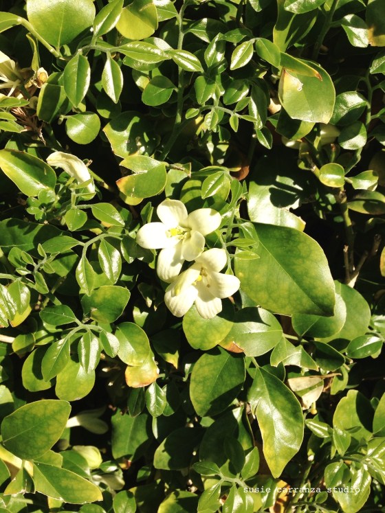 scent of blooming jasmine is here...