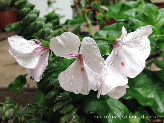 garden shot after rainfall. susie carranza studio