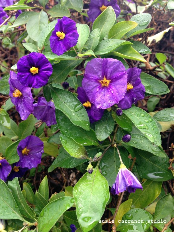 potato bush after a rainfall. susie carranza studio