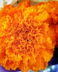 cempasuchil (flor de muertos) - susie carranza studio
