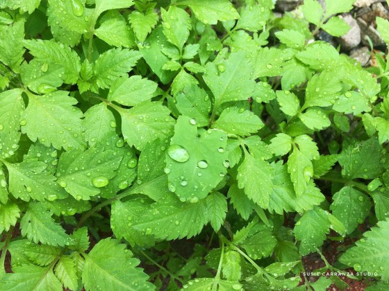 between rainfalls...susie carranza studio