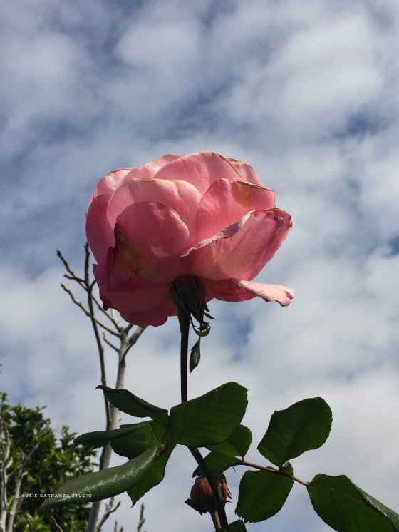 roses are beautiful in every stage - susie carranza studio