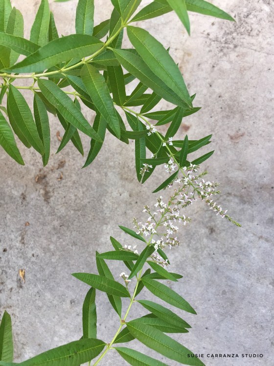 first day of fall...! - susie carranza studio