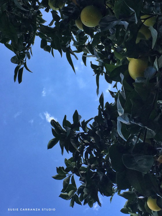 first day of fall...! - susie carranza studio