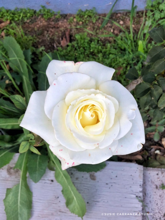White rose among the weeds - susie carranza studio