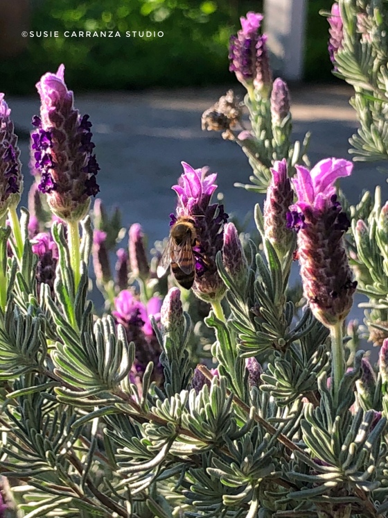 Bees buzzing in the lavender - susie carranza studio
